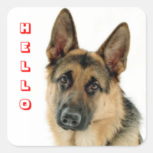 Hallo Deutsche Schäferhund-Welpen-Hunde-Gruß-Aufkl Quadratischer Aufkleber