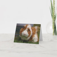 Hallo dort! (Spaßvogel)