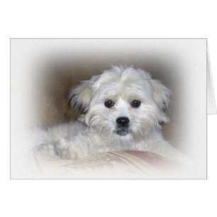 Hallo dort! Verblaßter Welpe Shih Poo