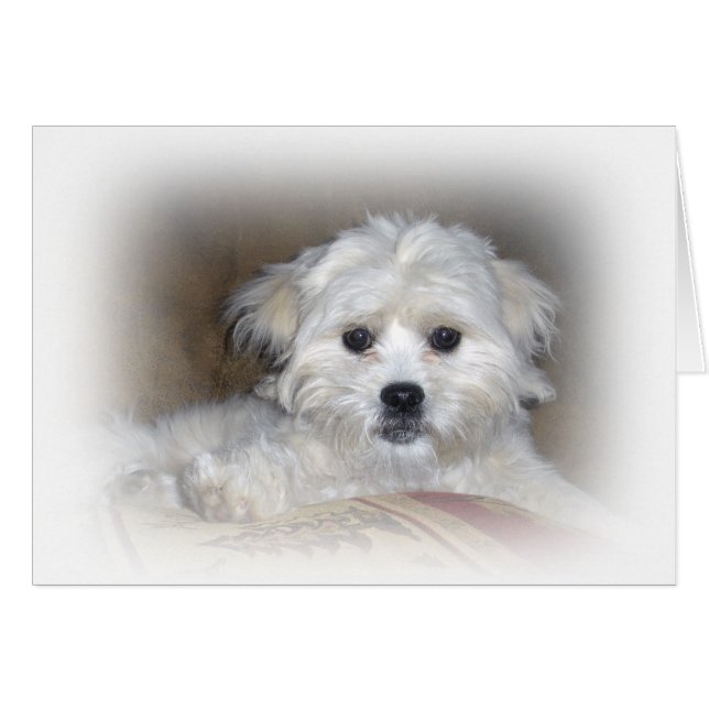 Hallo dort!  Verblaßter Welpe Shih Poo (Vorderseite (Horizontal))