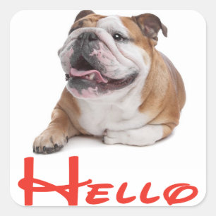 Hallo Englisch Bulldogge Welpe Hund Aufkleber / Et