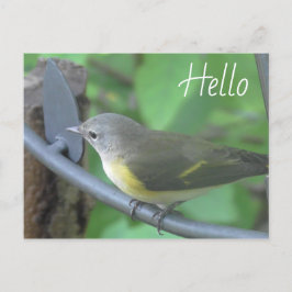 Hallo Foto von niedlichem Warbler Bird Postkarte