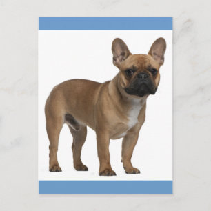 Hallo Französische Bulldogge Welpen Postkarte