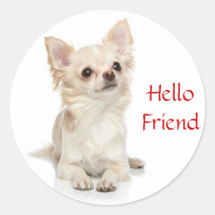 Hallo Friend Long Haired Chihuahua Sticker