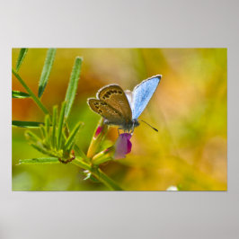 Hallo Frühling Blauer Schmetterling auf Everlastin Poster