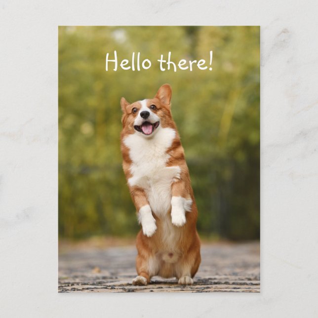 Hallo! / Funny Corgi Postkarte (Vorderseite)