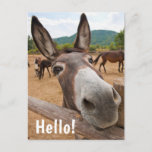 Hallo  | Funny Donkey Farm Animal Postkarte<br><div class="desc">Das Funny Design zeigt Fotografien von Esel-Bauerntier mit weißem Text "Hello" .</div>