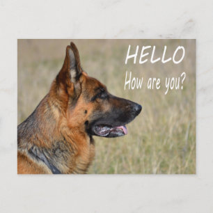 Hallo German Shepherd Welppy Dog Post Card Postkarte