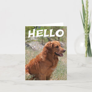 Hallo Golden Retriever Welpe Hund Leere Notecard Karte