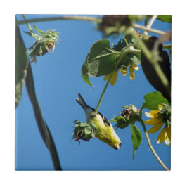Hallo. Goldfinch Fliese