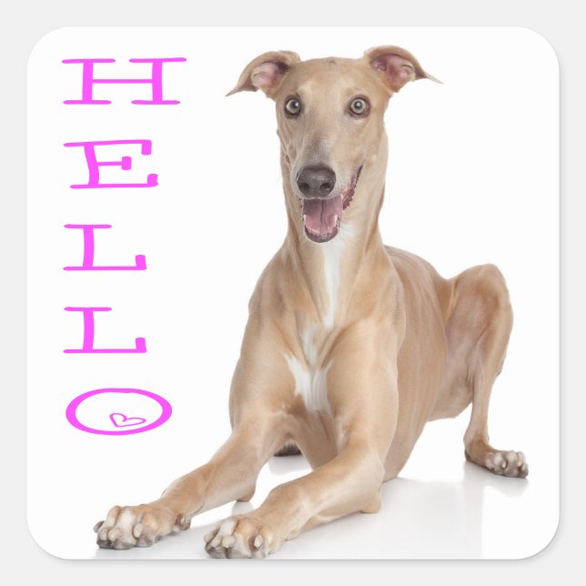 Hallo Greyhound Puppy Dog Quadratischer Aufkleber (Vorderseite)
