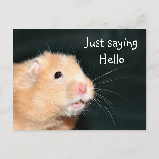 Hallo Hamster Postkarte (Vorderseite)