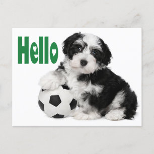 Hallo Havanese Welpe Hund Postkarte