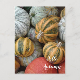 Hallo Herbst - Gourds Postkarte