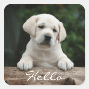 Hallo / Hi Labrador Retriever Puppy Dockingkleber Quadratischer Aufkleber