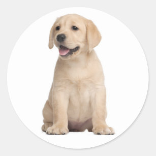 Hallo / Hi Labrador Retriever Welpe Hunde Stickers