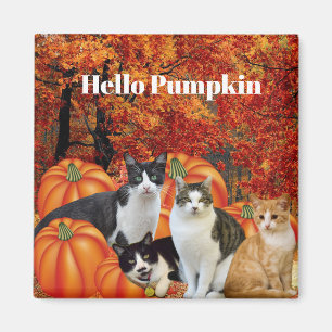 Hallo Kürbis Herbst Saison Katzen im Kürbisfeld Magnet