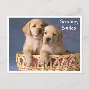 Hallo Labrador Retriever Puppy Post Card Postkarte