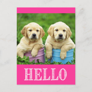 Hallo Labrador Retriever Welpen Postkarte