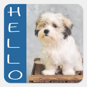 Hallo Maltese Puppy Hund Stickers / Siegel