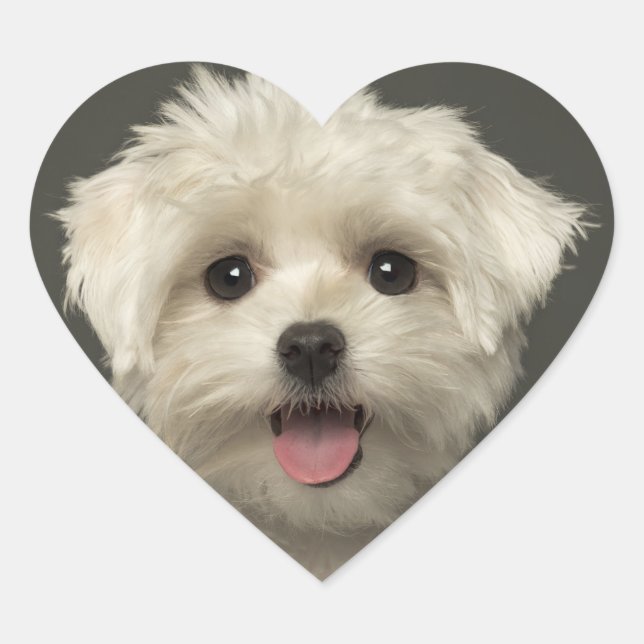 Hallo Maltese Puppy Hund Stickers / Siegel (Vorderseite)