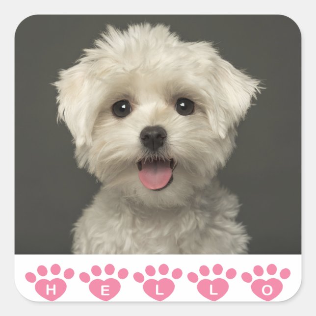 Hallo Maltese Puppy Hund Stickers / Siegel (Vorderseite)