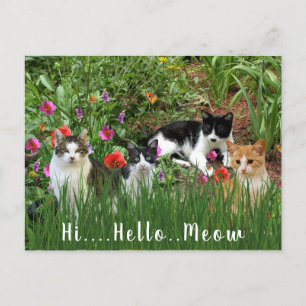Hallo Meow / Katzen im Garden-Süße Tier Postkarte