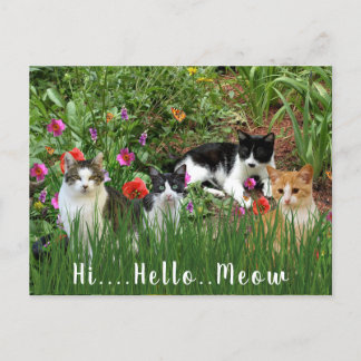 Hallo Meow / Katzen im Garden-Süße Tier Postkarte