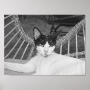 Hallo, Meow... Poster