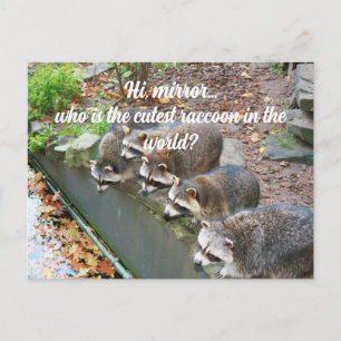 Hallo Mirror, der Niedliche Funny Raccoon Postkarte