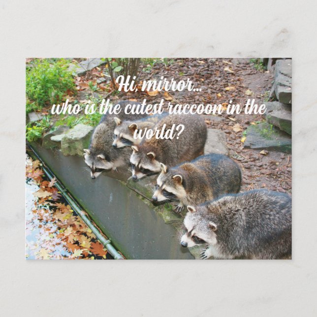 Hallo Mirror, der Niedliche Funny Raccoon Postkarte (Vorderseite)