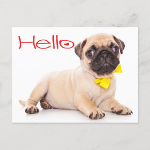 Hallo Mops Welpe Hund Gruß Postkarte