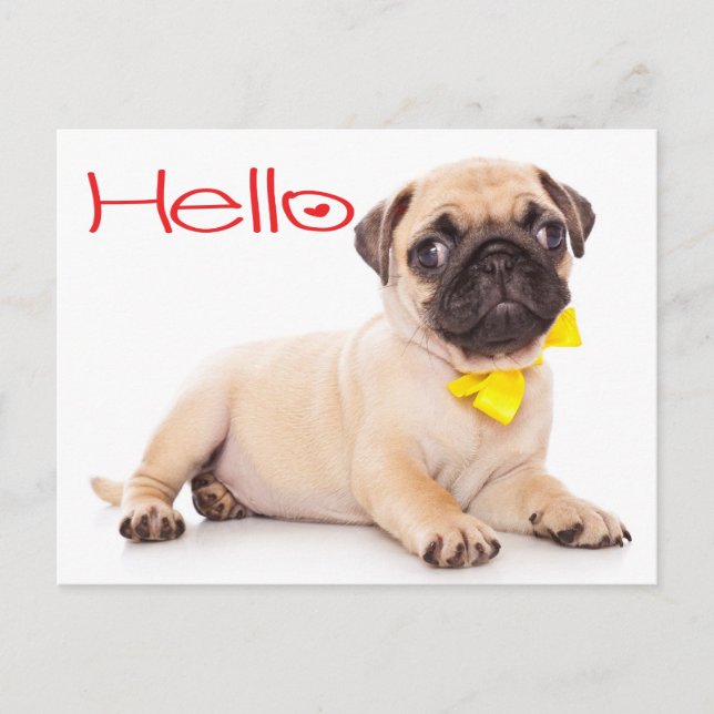 Hallo Mops Welpe Hund Gruß Postkarte (Vorderseite)