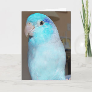 Hallo! Pacific Parrotlet Bird Grußkarte Kunst Karte