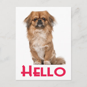 Hallo Pekingese Welpen-Hund Postkarte