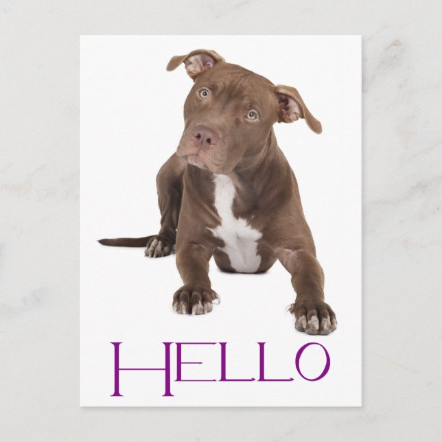 Hallo Pit Bull Welpe Hund Leere Postkarte (Vorderseite)