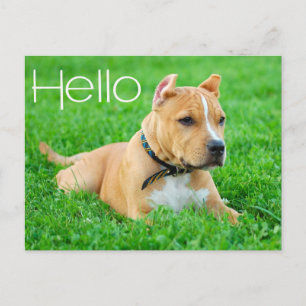 Hallo Pit Bull Welpen Hund Blanko Postkarte