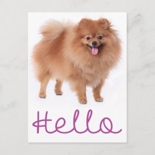 Hallo Pomeranian Welpen Hund Leere Postkarte