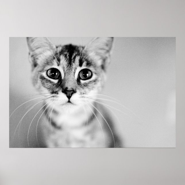 Hallo Poster (Vorne)