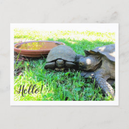 Hallo! Postkarte