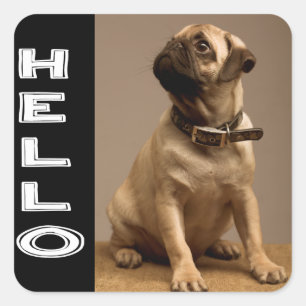 Hallo Pug Welpe Hund Aufkleber / Etikett