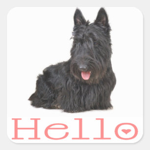 Hallo Schottischer Terrier Welpe Hund Aufkleber /