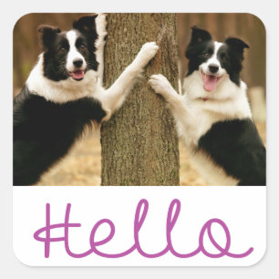 Hallo Schwarz-Weiß Border Collie Welpe Hund Quadratischer Aufkleber