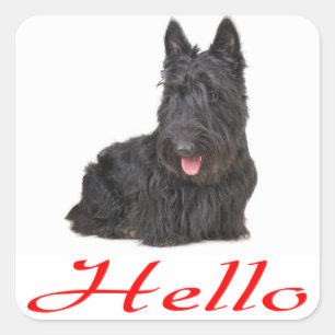 Hallo Scottish Terrier Welpe Hund Sticker / Label