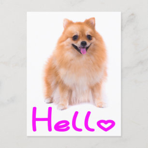 Hallo Spitz Welpen Doppy Blank Post Card Postkarte