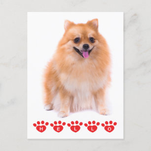 Hallo Spitz Welpen Doppy Blank Post Card Postkarte