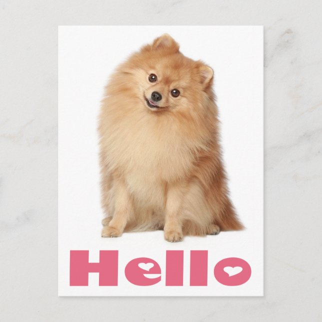 Hallo Spitz Welpen Doppy Blank Post Card Postkarte (Vorderseite)