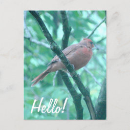 Hallo ! Sprichwort Hi Kardinal auf Zweigniederlass Postkarte