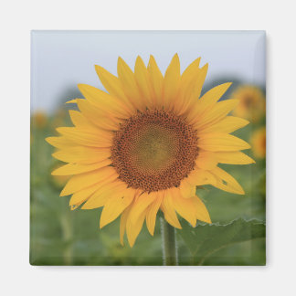Hallo Sunflower Magnet