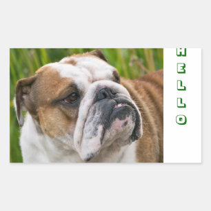 Hallo Süße Englisch Bulldogge Gruß Aufkleber